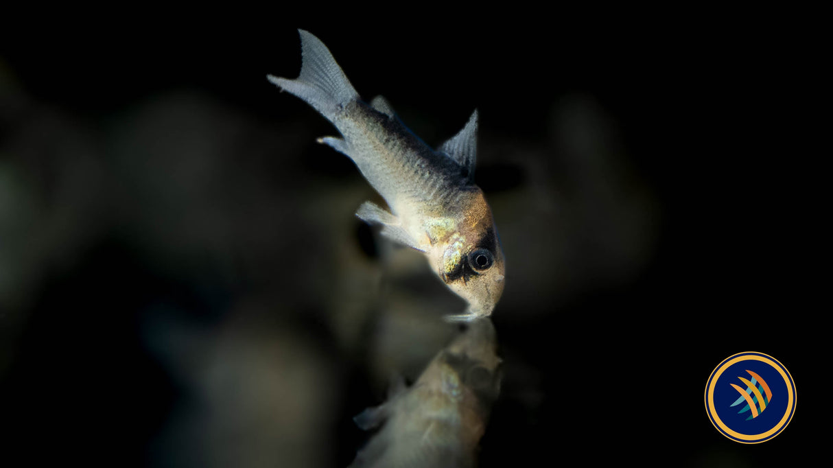 Corydoras Adolfoi (Adolfo's) CW107 2.5-2.7cm | Catfish Loaches & Plecos | Largest Tropical Fish Selection at Your Local Fish Store