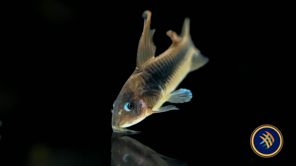 Corydoras Aeneus Longfin (Bronze) 2.7cm Your Local Fish Store