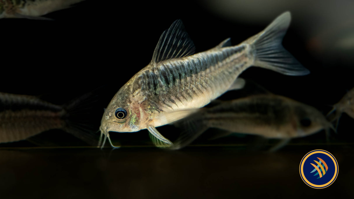 Corydoras Elegans 3-4cm