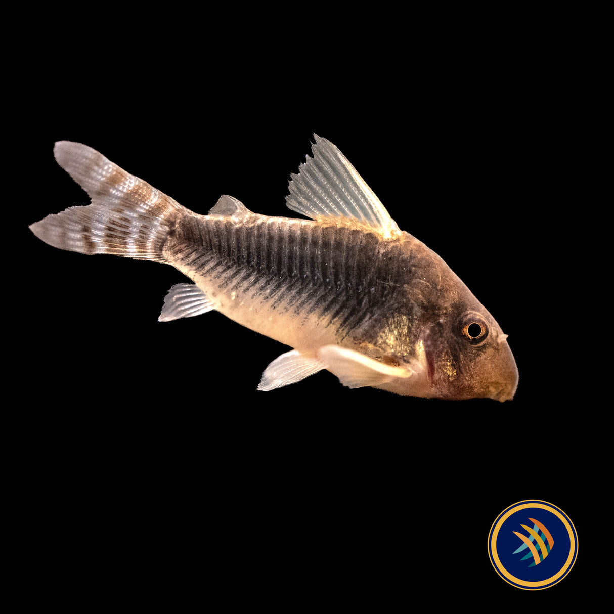Corydoras Gossei 3+cm | Catfish Loaches & Plecos | Largest Tropical Fish Selection at Your Local Fish Store