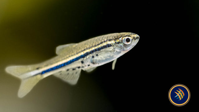 Dwarf Spotted Danio (Brachydanio Nigrofasciata) | Rainbowfish Killifish & Danios | Largest Tropical Fish Selection at Your Local Fish Store