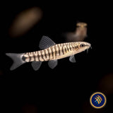 Dwarf Banded Vietnamese Loach  (Yunnanilus cruciatus) | Catfish Loaches & Plecos | Largest Tropical Fish Selection at Your Local Fish Store