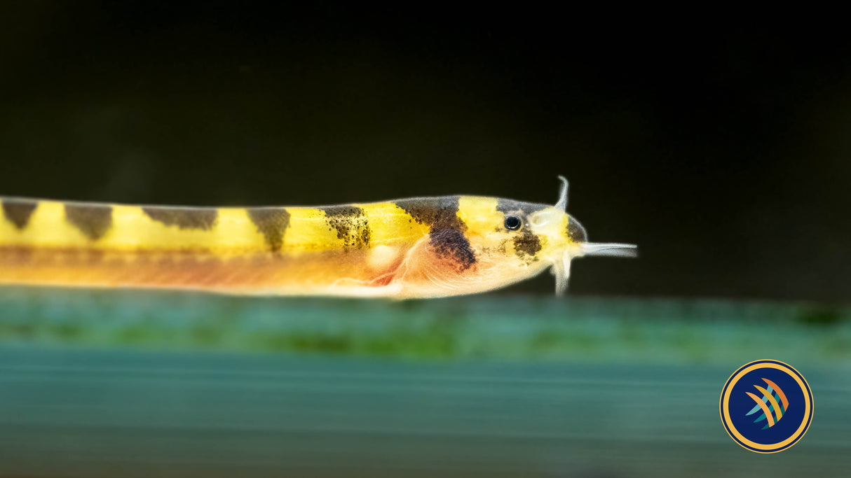 Dwarf Kuhlii Loach (Pangio cuneovirgata) | Catfish Loaches & Plecos | Largest Tropical Fish Selection at Your Local Fish Store