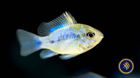 Electric Blue Ram (mikrogeophagus ramirezi) 4cm Cichlids Badis & Gouramis Electric Blue Ram (mikrogeophagus ramirezi) 4cm