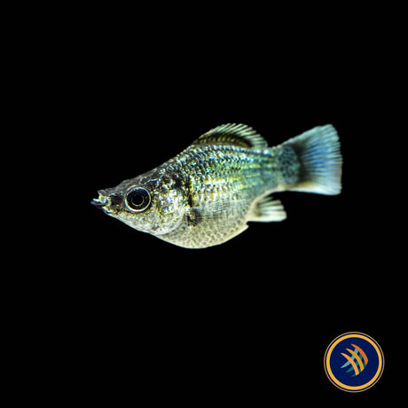 Electric Blue Balloon Sailfin Molly 2-2.3cm | Livebearers | Largest Tropical Fish Selection at Your Local Fish Store