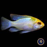 Electric Blue Gold Head Ram (Mikrogeophagus ramirezi) 2.5cm | Cichlids Badis & Gouramis | Largest Tropical Fish Selection at Your Local Fish Store
