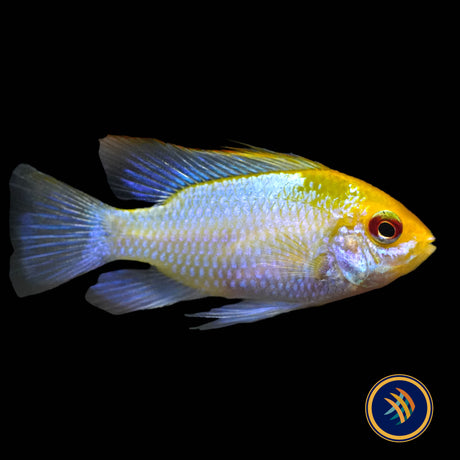 Electric Blue Gold Head Ram (Mikrogeophagus ramirezi) 2.5cm | Cichlids Badis & Gouramis | Largest Tropical Fish Selection at Your Local Fish Store