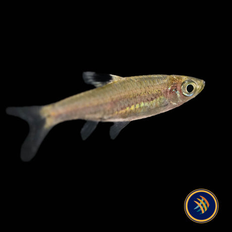 Emerald Eye Rasbora (Brevibora dorsiocellata) 2-3CM