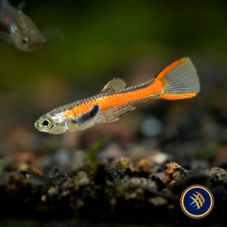 Endler Male Assorted  (Poecilia wingei)
