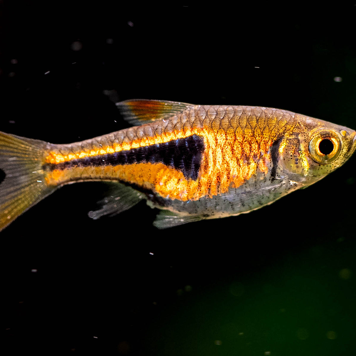 Espei Rasbora (Trigonostigma espei) 1-1.5cm – Your Local Fish Store