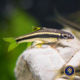 False Siamese Algae Eater "Garra cambodgiensis"
