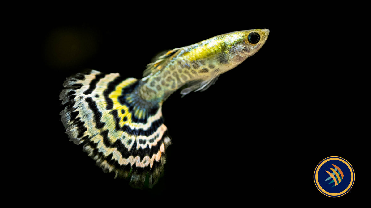Fancy Guppy Pair Tiger Yellow Halfmoon | Livebearers | Largest Tropical Fish Selection at Your Local Fish Store