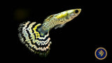 Fancy Guppy Pair Tiger Yellow Halfmoon | Livebearers | Largest Tropical Fish Selection at Your Local Fish Store