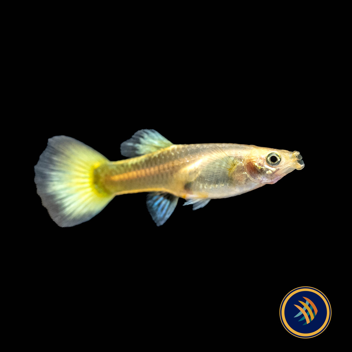 Fancy Guppy Pair 24k Gold Tuxedo | Livebearers | Largest Tropical Fish Selection at Your Local Fish Store