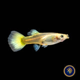 Fancy Guppy Pair 24k Gold Tuxedo | Livebearers | Largest Tropical Fish Selection at Your Local Fish Store