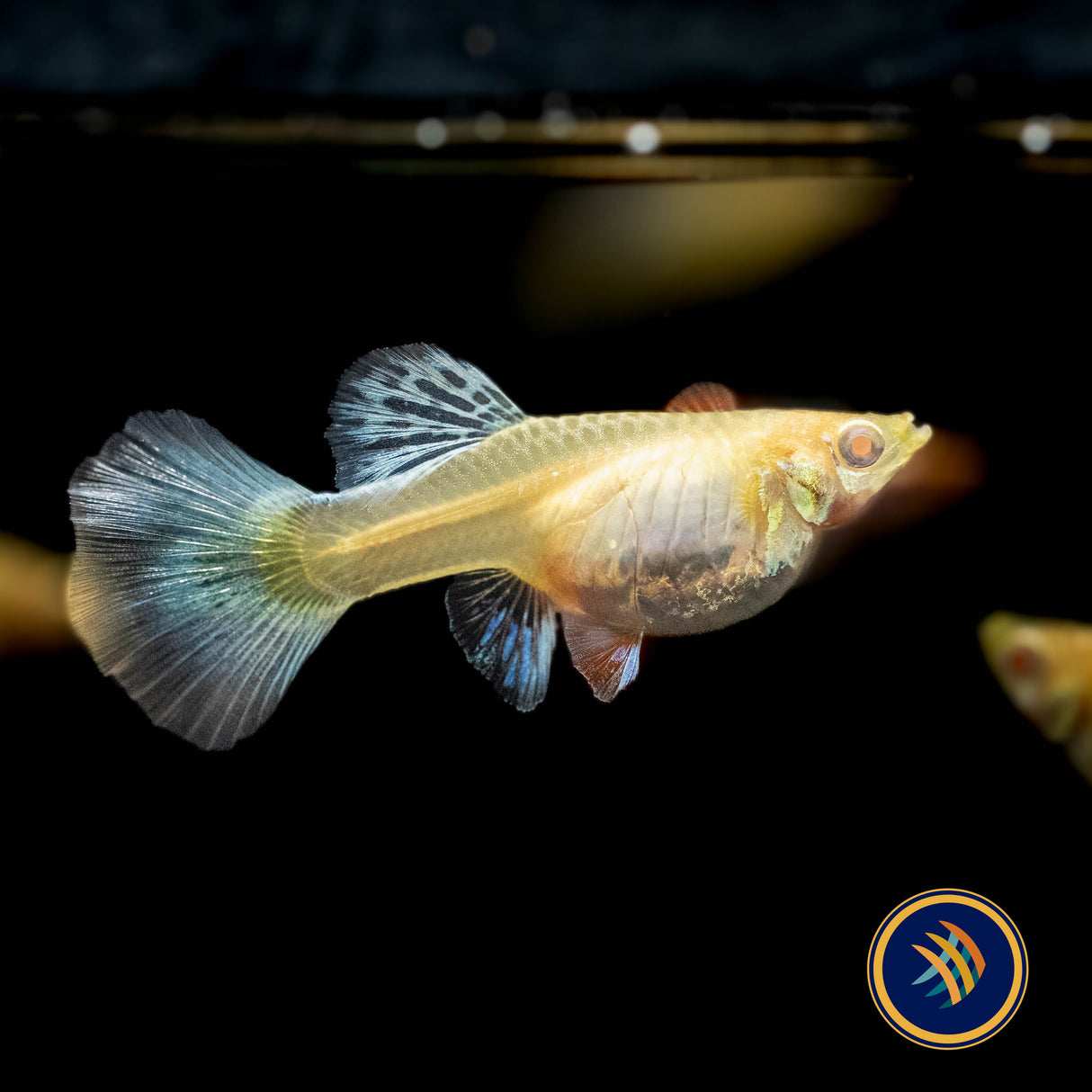 Fancy Guppy Pair Albino Dumbo Red Tail (Poecilia reticulata)