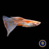 Fancy Guppy Pair Albino Pink Grass (Poecilia reticulata) | Livebearers | Largest Tropical Fish Selection at Your Local Fish Store