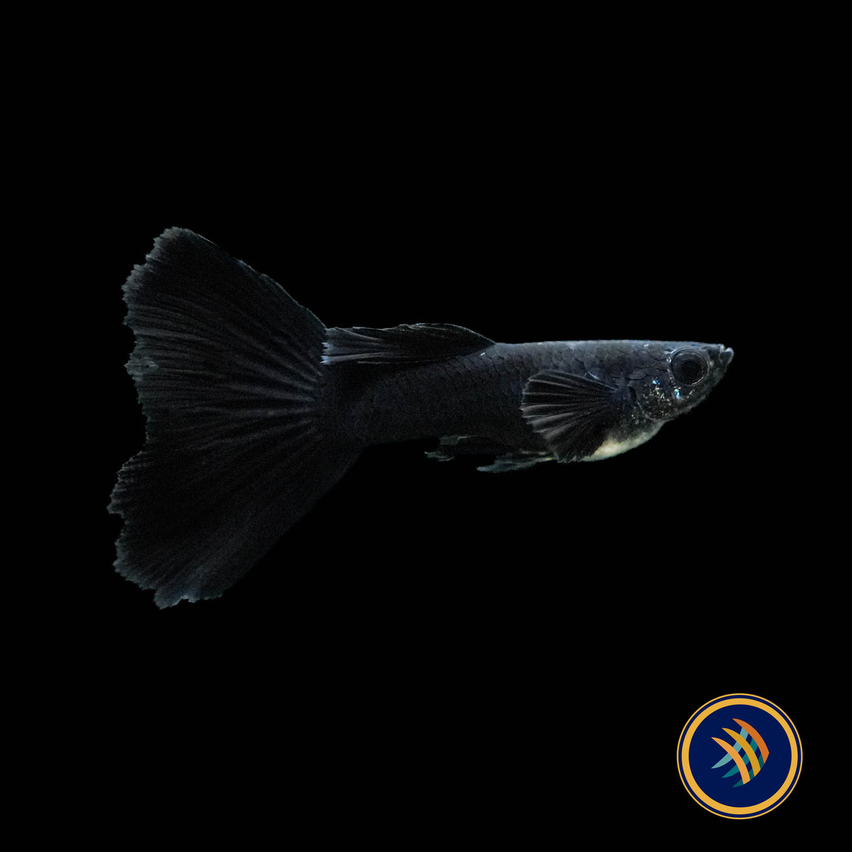 Fancy Guppy Pair Full Black (Poecilia reticulata)