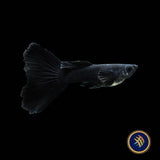 Fancy Guppy Pair Full Black (Poecilia reticulata)