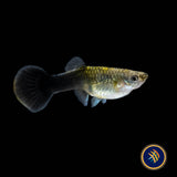 Fancy Guppy Pair - Haritha Golden Crow (Poecilia reticulata) | Livebearers | Largest Tropical Fish Selection at Your Local Fish Store