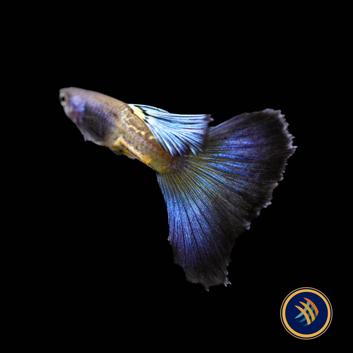 Fancy Guppy Pair Metallic Snake Skin Blue Tail  (locally bred)
