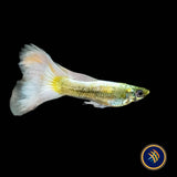 Fancy Guppy Pair Platinum Gold (Poecilia reticulata)