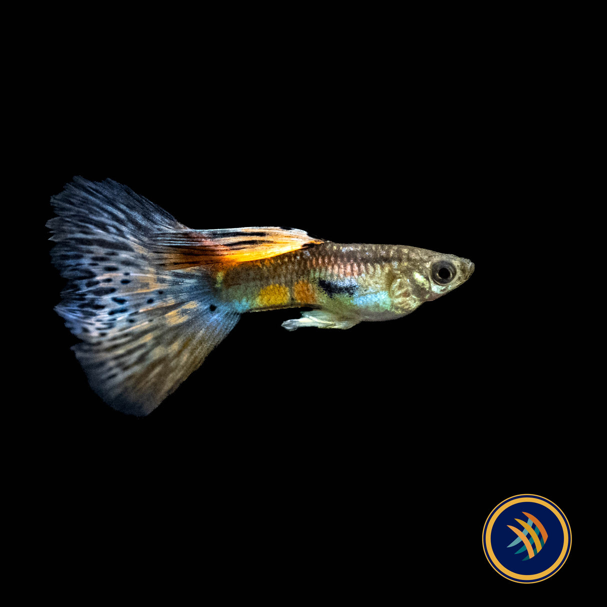 Fancy Guppy Pair Red Grass | Livebearers | Largest Tropical Fish Selection at Your Local Fish Store