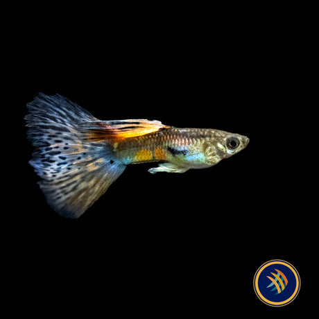 Fancy Guppy Pair Red Grass | Livebearers | Largest Tropical Fish Selection at Your Local Fish Store