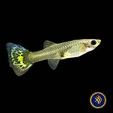 Fancy Guppy Pair Red Leopard (Poecilia reticulata)