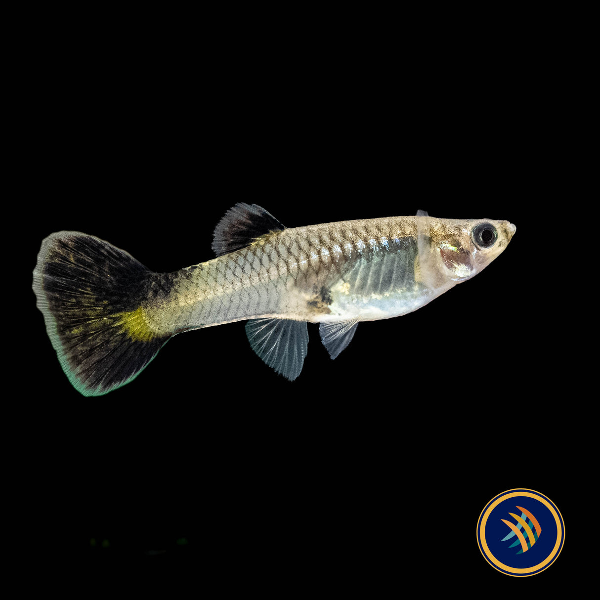 Fancy Guppy Pair - Haritha Black Rimmed Damsel (Poecilia reticulata) | Livebearers | Largest Tropical Fish Selection at Your Local Fish Store