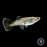Fancy Guppy Pair - Haritha Black Rimmed Damsel (Poecilia reticulata) | Livebearers | Largest Tropical Fish Selection at Your Local Fish Store