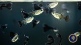 Fancy Guppy Pair Green Moscow Livebearers Fancy Guppy Pair Green Moscow