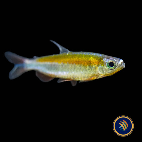 Fantastic Congo Tetra (Wild) (Phenacogrammus sp. “Fantastique” ) Medium - Aquarium Glaser