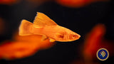 Red Firecracker Swordtail 3.5-4cm | Livebearers | Largest Tropical Fish Selection at Your Local Fish Store
