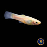 Ginga Rubra Guppy Pairs (Poecilia reticulata)
