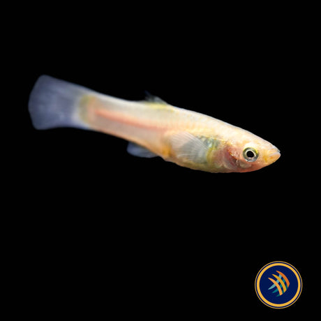Ginga Rubra Guppy Male  (Poecilia reticulata) - Aquarium Glaser | Livebearers | Largest Tropical Fish Selection at Your Local Fish Store