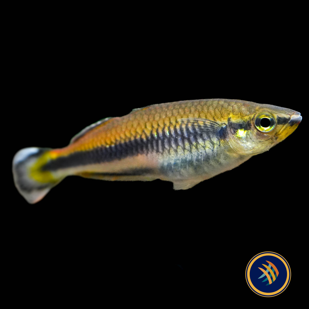 Geay's Rainbowfish (Bedotia Geayi) 