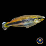 Geay's Rainbowfish (Bedotia Geayi) 