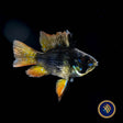 German Black Balloon Ram (Mikrogeophagus ramirezi) | Cichlids Badis & Gouramis | Largest Tropical Fish Selection at Your Local Fish Store