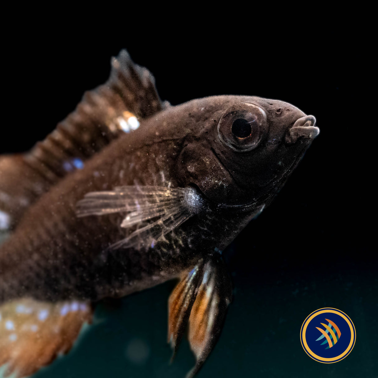 German Black Ram (Mikrogeophagus ramirezi) 3cm+ | Cichlids Badis & Gouramis | Largest Tropical Fish Selection at Your Local Fish Store