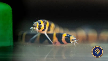 Giant Kuhlii (Pangio myersi) 4cm | Catfish Loaches & Plecos | Largest Tropical Fish Selection at Your Local Fish Store