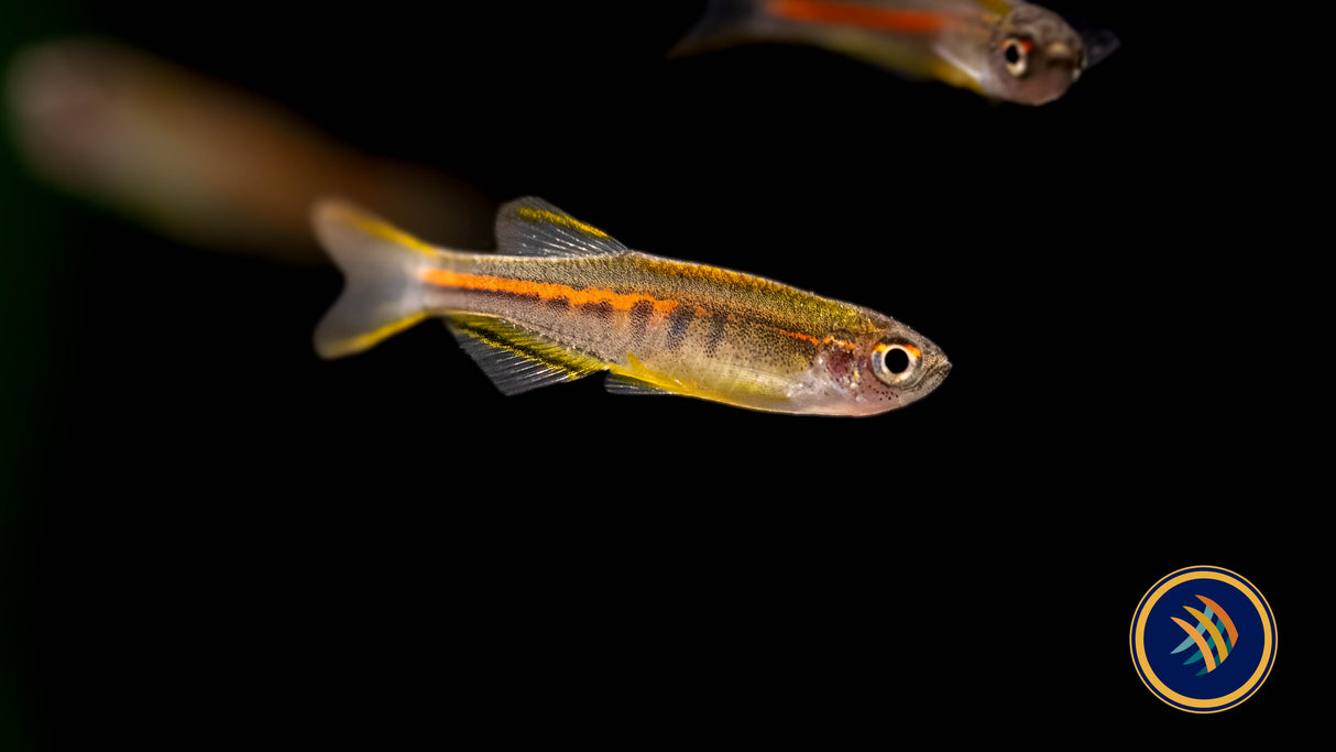 Glowlight Danio (Danio choprai) (Glaser) Rainbowfish Killifish & Danios 