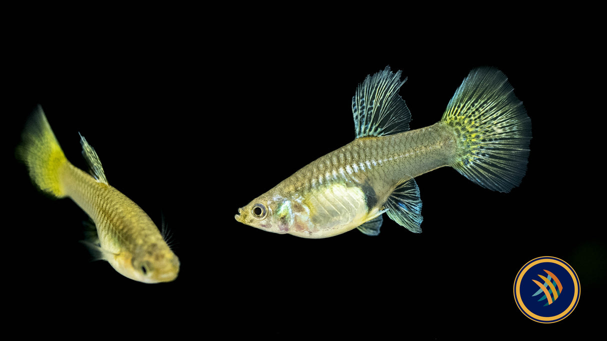 Fancy Guppy Pair Gold Lace Livebearers Fancy Guppy Pair Gold Lace