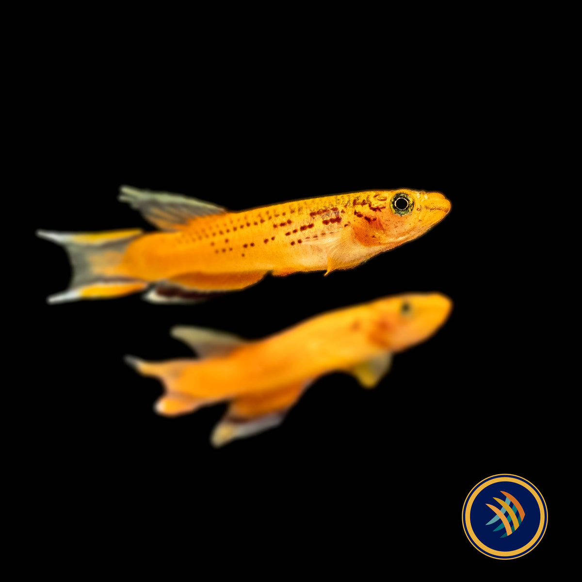 Golden Lyretail Killifish (Aphyosemion australe) 2.5cm | Rainbowfish Killifish & Danios | Largest Tropical Fish Selection at Your Local Fish Store