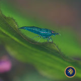 Green Jade Shrimp (A Grade) (Neocaridina davidi)