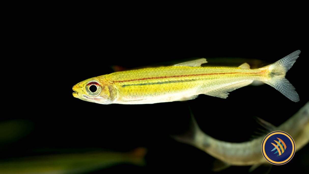 Green Line Lizard Tetra (Iguanodectes spilurus) 5-8cm