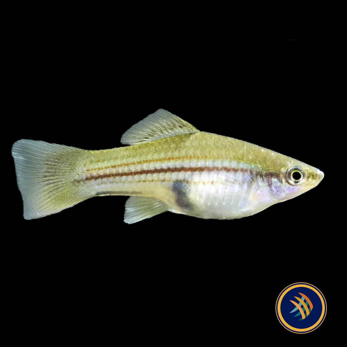 Green Swordtail (Xiphophorus helleri)
