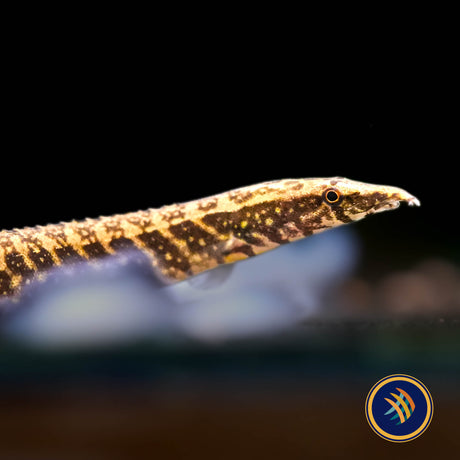 Half Banded Spiny Eel  (Mastacembelus circumcinctus) 11cm+ (Aquarium Glaser)