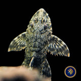 Haseman's Whiptail Catfish (Rineloricaria hasemani)