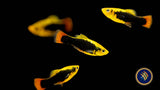 Hawaii Platy (Variatus) Livebearers 